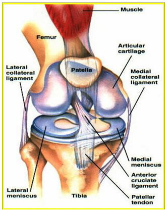 physial therapy for meniscus tear