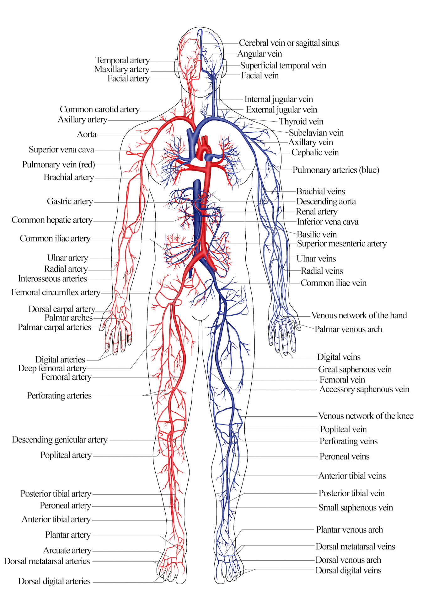 Arterial and Venous System of Humans